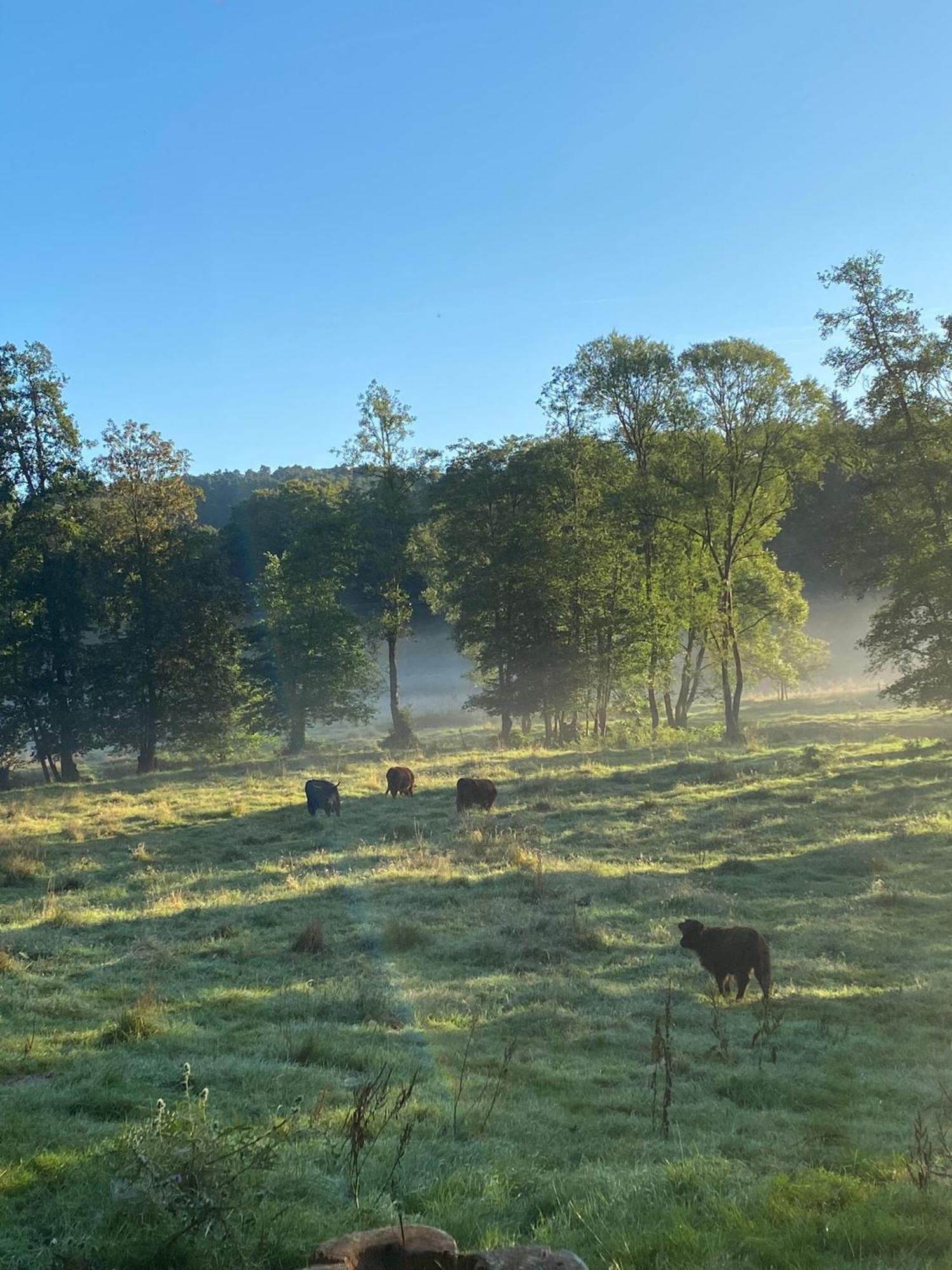 Ferienhaus Vulkaneifel Abtei Himmerod Großlittgen Εξωτερικό φωτογραφία